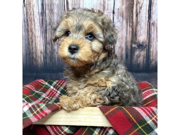 Yorkiepoo DOG Male Merle 16945 Petland Fairfield, Ohio