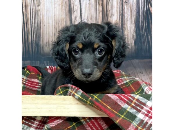 Dachshund DOG Male Black / Tan 16944 Petland Fairfield, Ohio