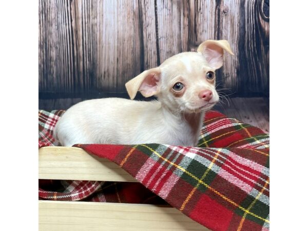 Chihuahua DOG Male Cream 16942 Petland Fairfield, Ohio