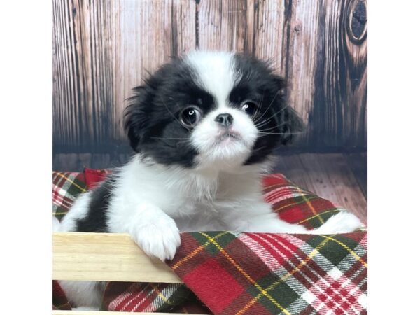 Japanese Chin DOG Female Black / White 16941 Petland Fairfield, Ohio