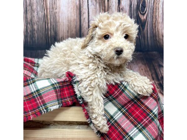 Bichapoo DOG Female Cream 16940 Petland Fairfield, Ohio