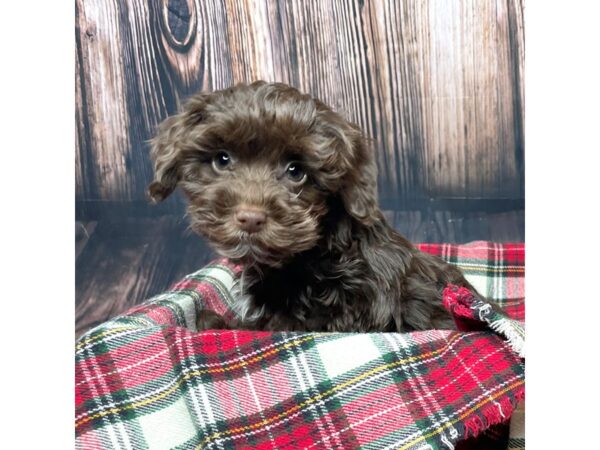 Yorkiepoo DOG Male Chocolate 16938 Petland Fairfield, Ohio