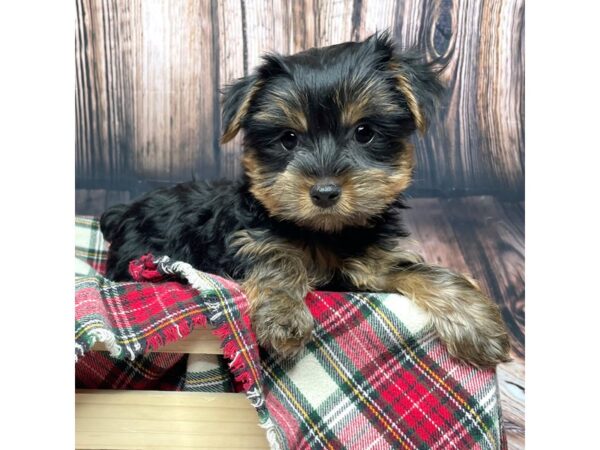 Bichon/Yorkie-DOG-Female-Black / Tan-16937-Petland Fairfield, Ohio