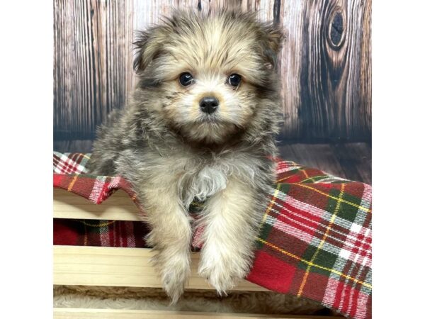 Pomeranian/Maltese-DOG-Male-Sable-16936-Petland Fairfield, Ohio