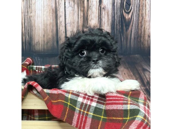 Pekeapoo-DOG-Male-Black / White-16934-Petland Fairfield, Ohio