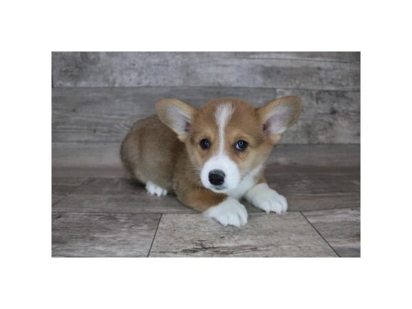 Pembroke Welsh Corgi DOG Male Sable / White 16975 Petland Fairfield, Ohio