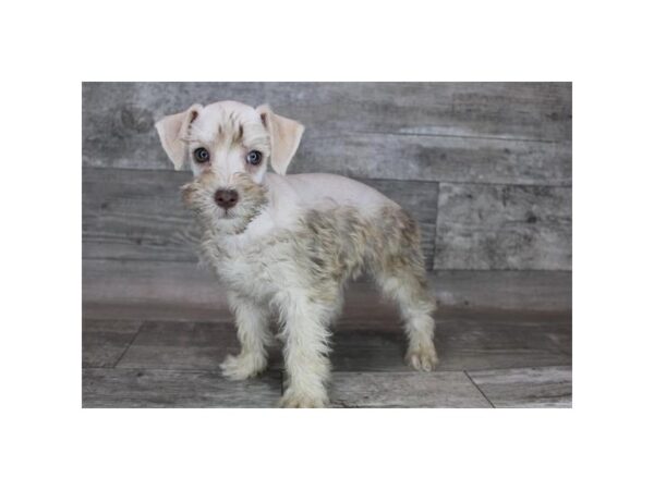 Schnoodle-DOG-Male-Liver-16974-Petland Fairfield, Ohio