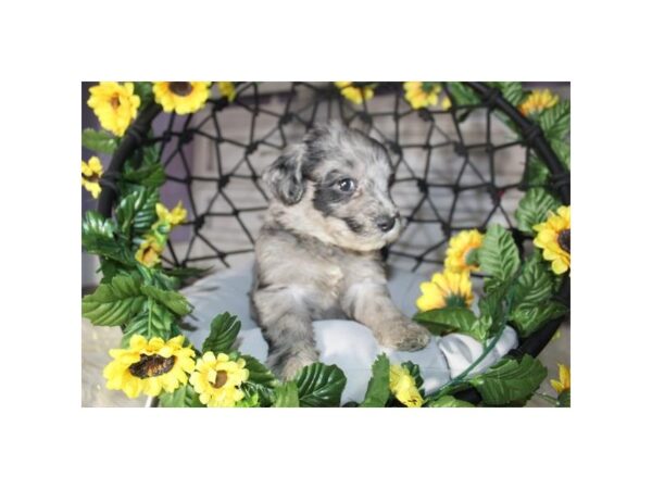 Goldendoodle Mini-DOG-Female-Blue Merle-16969-Petland Fairfield, Ohio