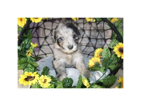 Goldendoodle Mini-DOG-Male-Blue Merle-16971-Petland Fairfield, Ohio