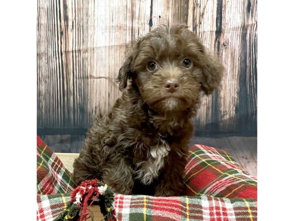 Yorkie-Poo-DOG-Male-Chocolate-16983-Petland Fairfield, Ohio