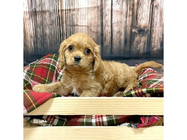 Cavalier King Charles Spaniel DOG Male Ruby 16982 Petland Fairfield, Ohio