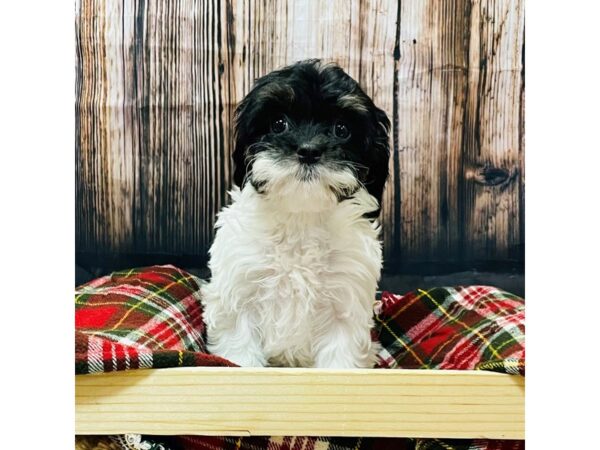 Cavapoo-DOG-Female-Black and Brown-16981-Petland Fairfield, Ohio