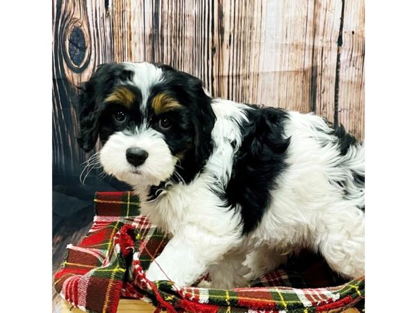 Cavapoo DOG Male Black and White 16980 Petland Fairfield, Ohio