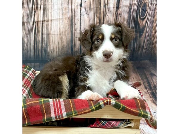 Miniature Australian Shepherd DOG Female Red Tan / White 16978 Petland Fairfield, Ohio