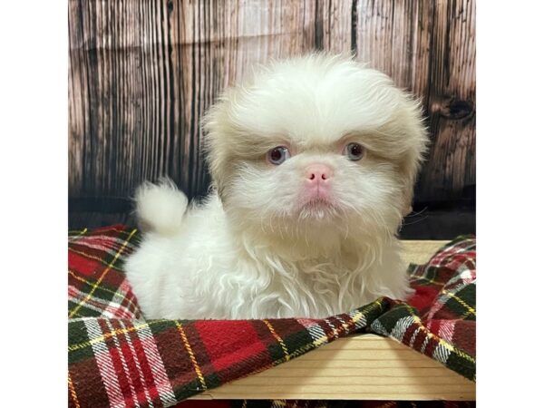 Pekingese DOG Male White / Cream 16977 Petland Fairfield, Ohio