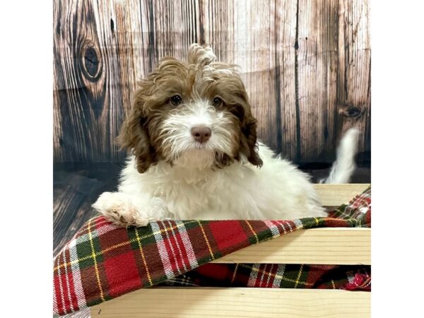 NewfyPoo Mini-DOG-Male-Chocolate / White-16973-Petland Fairfield, Ohio