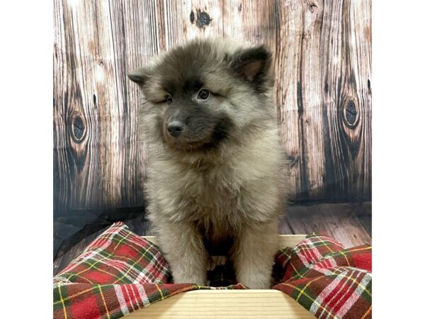 Keeshond DOG Female Black / Silver 16972 Petland Fairfield, Ohio