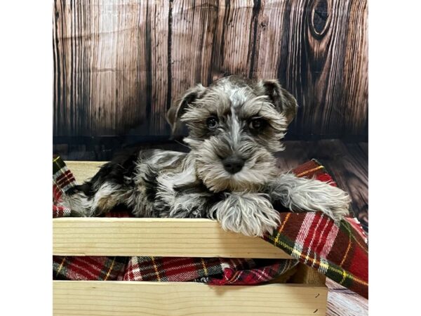 Miniature Schnauzer DOG Male Blue Merle 16970 Petland Fairfield, Ohio