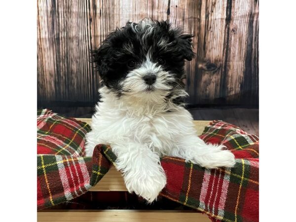 Havamalt-DOG-Female-Black / White-16966-Petland Fairfield, Ohio