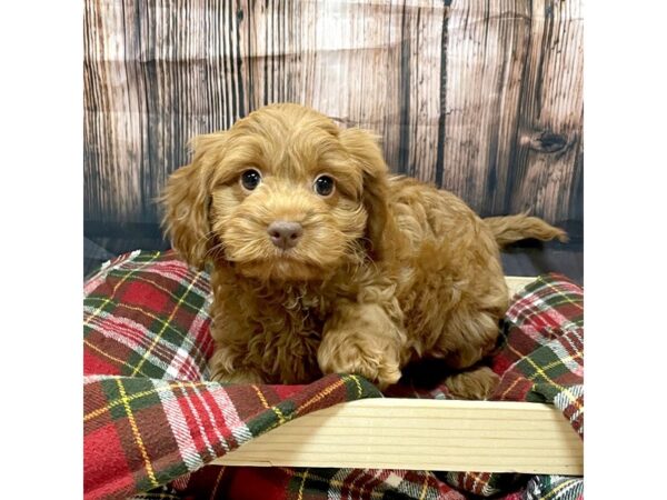 Cavapoo DOG Female Red 16965 Petland Fairfield, Ohio