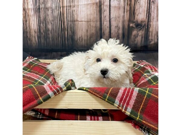 Bichapoo DOG Female Cream 16964 Petland Fairfield, Ohio