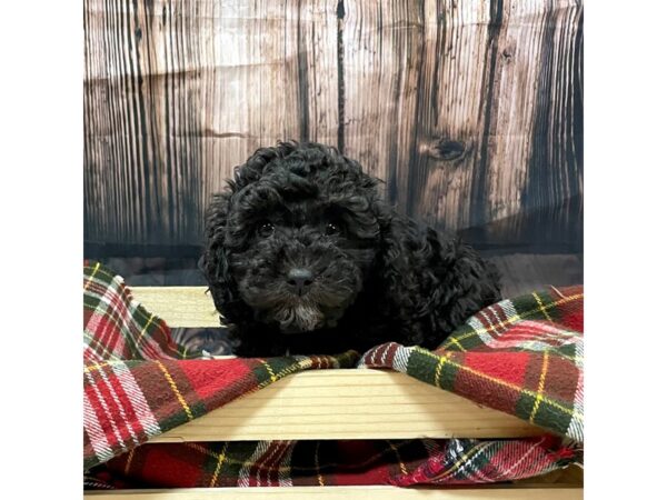 Toy Poodle-DOG-Male-Black-16963-Petland Fairfield, Ohio