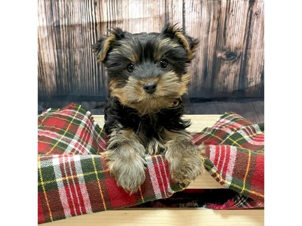 Yorkshire Terrier DOG Female Black/Tan 16962 Petland Fairfield, Ohio