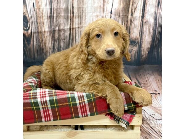 F1B Mini Goldendoodle DOG Male Red 16960 Petland Fairfield, Ohio