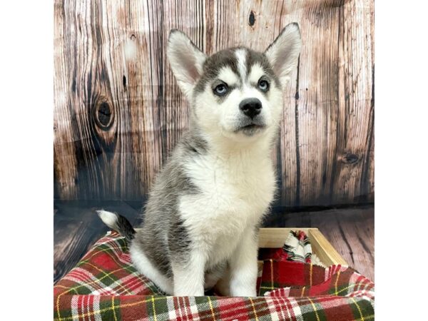 Siberian Husky DOG Female Black/White 16959 Petland Fairfield, Ohio