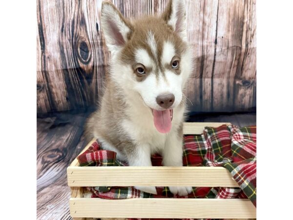 Siberian Husky DOG Male Red/White 16958 Petland Fairfield, Ohio