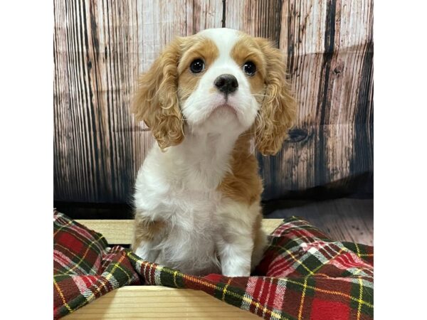 Cavalier King Charles Spaniel DOG Male Blenheim 16957 Petland Fairfield, Ohio