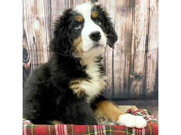 Bernese Mountain Dog DOG Female Black Tri 16955 Petland Fairfield, Ohio