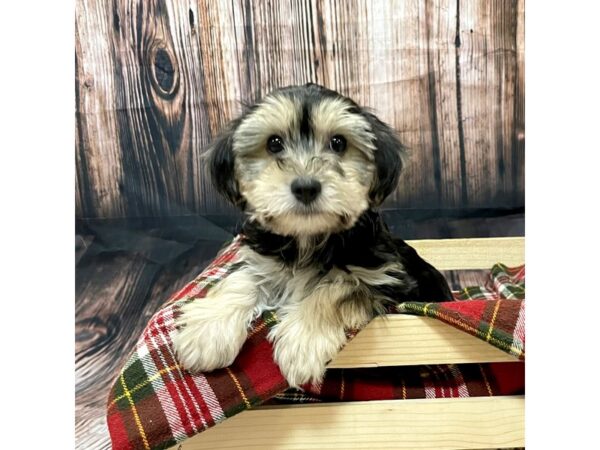 Yorkichon-DOG-Male-Black / Tan-16967-Petland Fairfield, Ohio