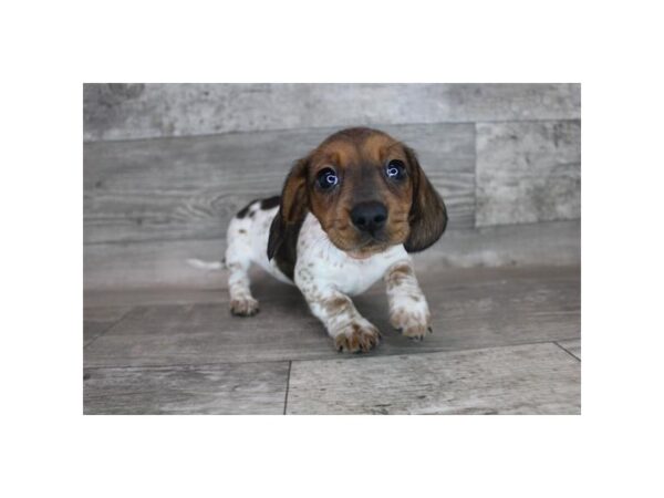 Dachshund DOG Female Wild Boar 16984 Petland Fairfield, Ohio