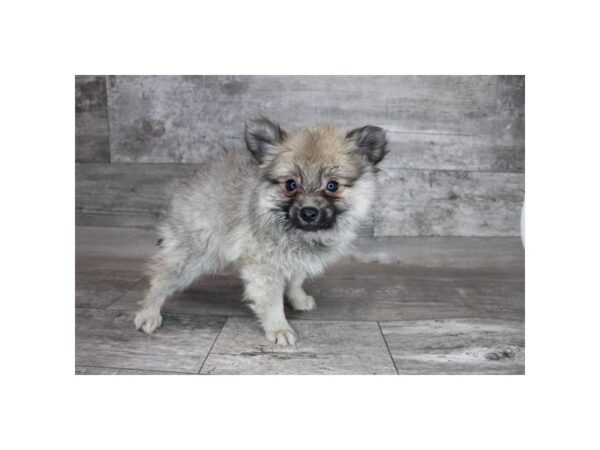 Pomeranian-DOG-Female-Cream Sable-16985-Petland Fairfield, Ohio