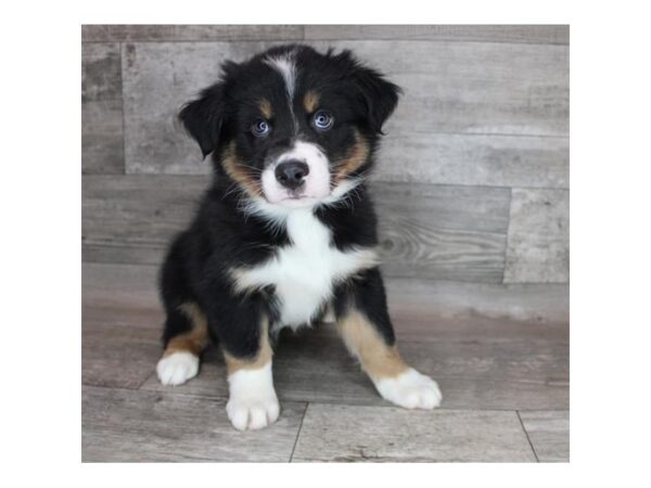 Australian Shepherd DOG Male Black White / Tan 16997 Petland Fairfield, Ohio