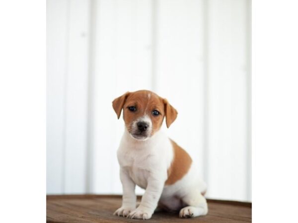 Jack Russell Terrier DOG Female White / Tan 17020 Petland Fairfield, Ohio