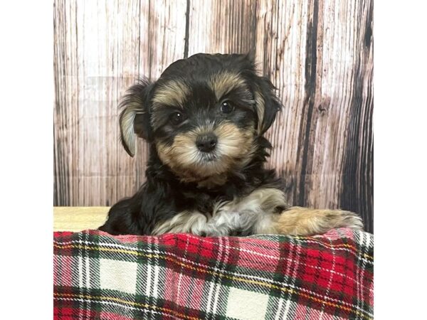 Morkie DOG Female Black/Tan 17017 Petland Fairfield, Ohio