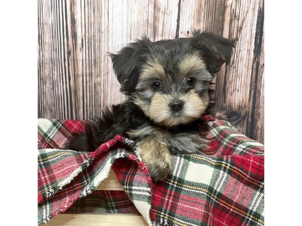 Morkie DOG Male Black/Tan 17016 Petland Fairfield, Ohio