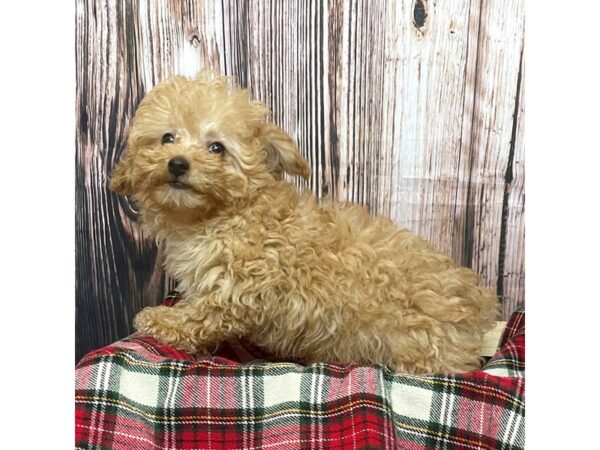 Miniature Poodle DOG Male Apricot 17015 Petland Fairfield, Ohio