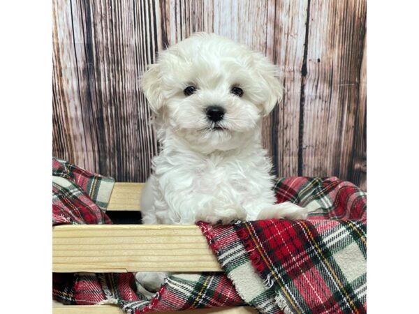 Maltese DOG Male White 17014 Petland Fairfield, Ohio