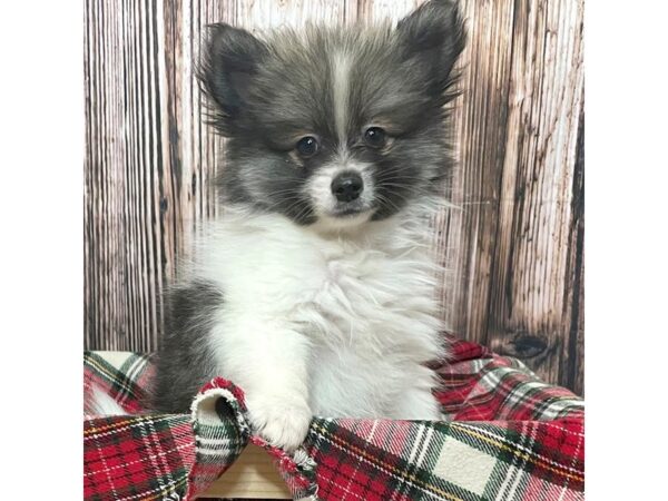 Pomeranian DOG Male Blue Merle 17013 Petland Fairfield, Ohio