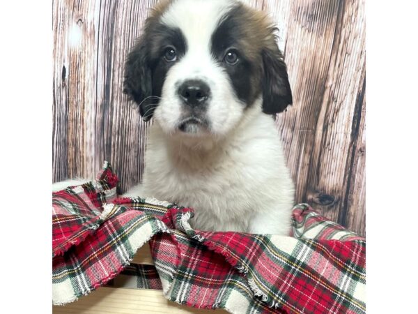 Saint Bernard DOG Male Brown / White 17011 Petland Fairfield, Ohio