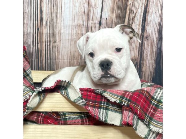 Victorian Bulldoge-DOG-Female-White / Fawn-17010-Petland Fairfield, Ohio