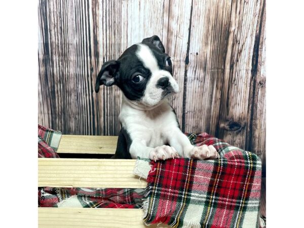 Boston Terrier DOG Female Black / White 17005 Petland Fairfield, Ohio