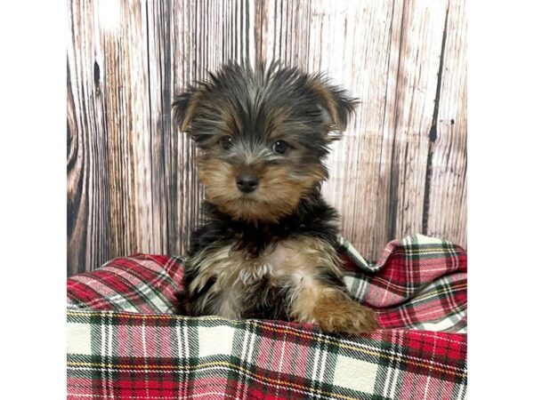 Yorkshire Terrier DOG Female Black / Tan 17000 Petland Fairfield, Ohio