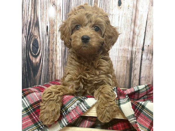 Cock A Poo 2nd Gen-DOG-Male-Red-16999-Petland Fairfield, Ohio