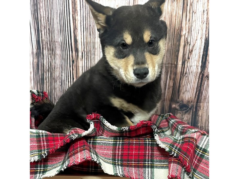Shiba Inu Puppy Black / Tan ID:16998 Located at Petland Fairfield