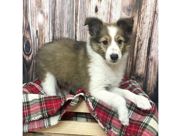 Shetland Sheepdog DOG Female Sable / White 16996 Petland Fairfield, Ohio