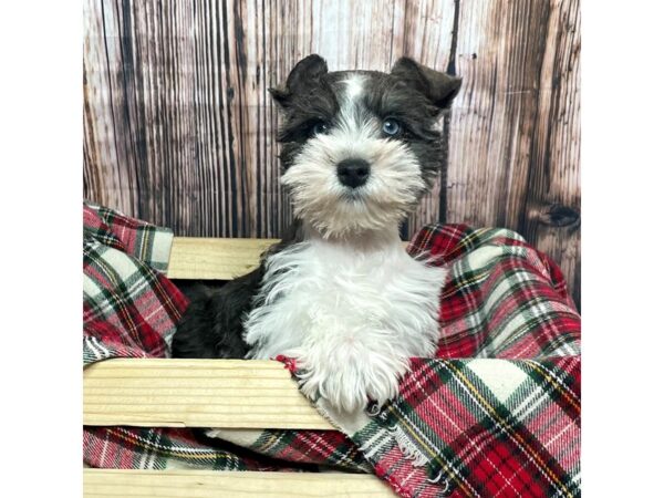 Miniature Schnauzer DOG Female Salt / Pepper 16995 Petland Fairfield, Ohio